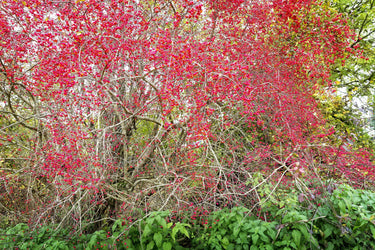 25 EUROPEAN SPINDLE TREE Euonymus Europaeus Spindletree Pink & Orange Flower Shrub Seeds